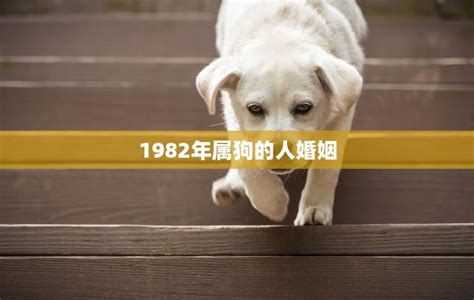 1982年属狗人的婚姻|82年属狗的最佳婚配 82属狗一生有几次婚姻